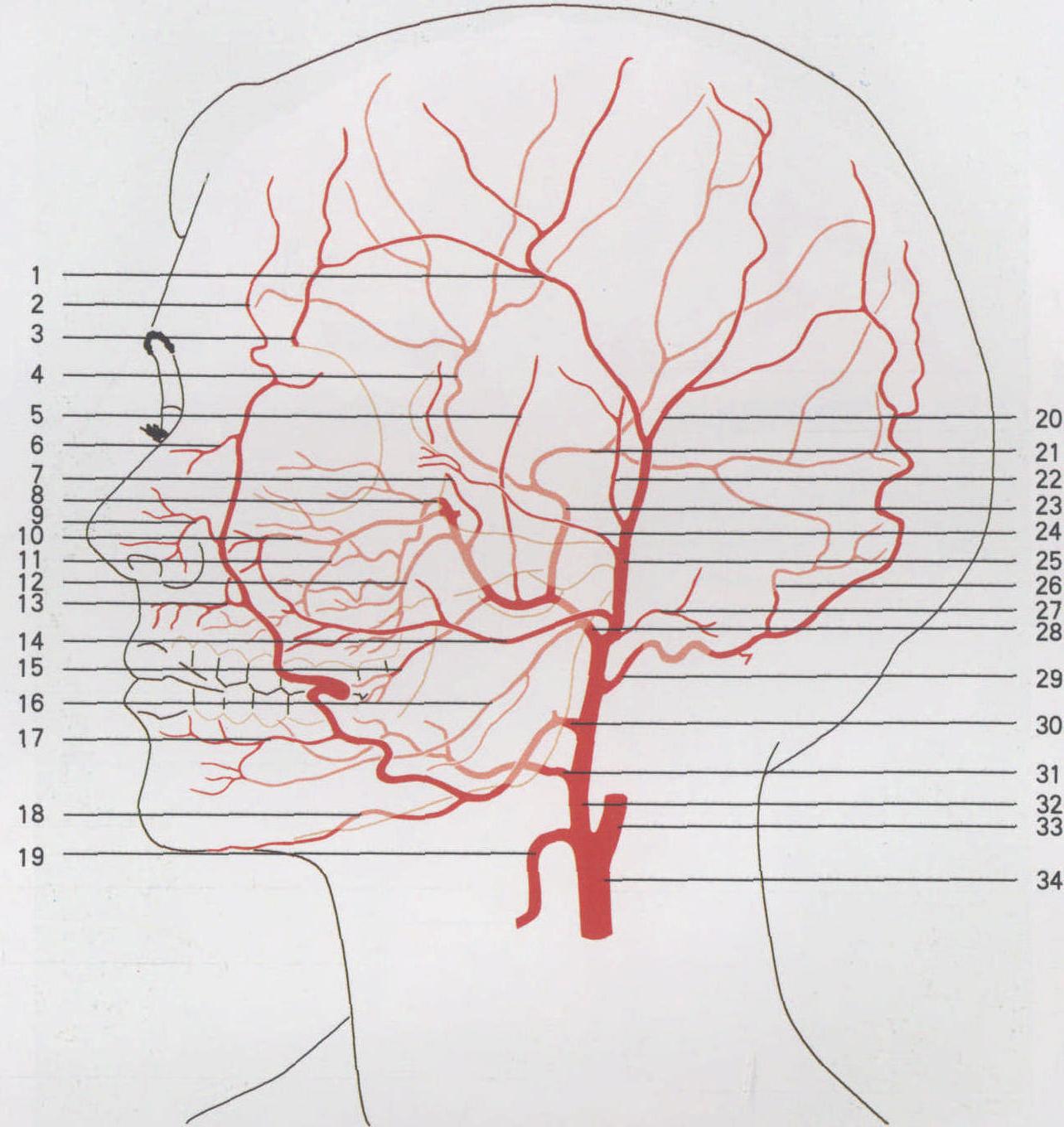 Ⅲ-10 颈外动脉的分支(斜面观)